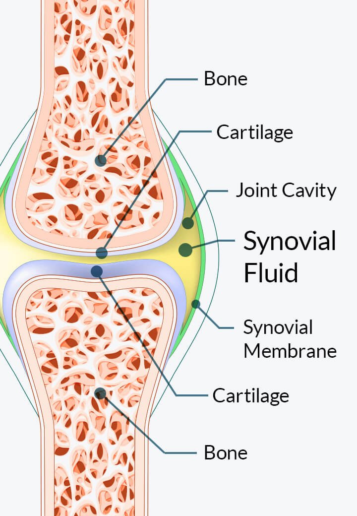 Diagram of a joint showing bone, cartilage, joint cavity, synovial membrane, and synovial fluid that Joint Genesis is formulated to support